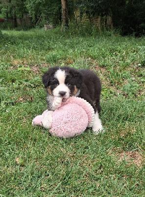 CHIOT 8