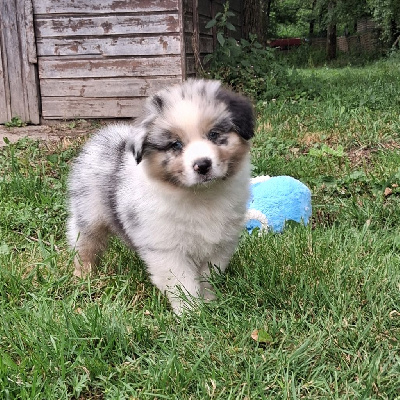 CHIOT 4