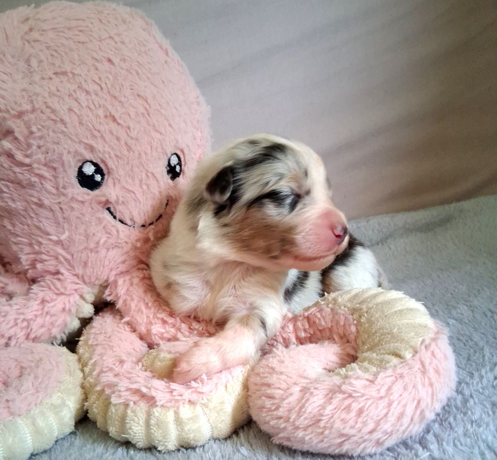 Des Regards Brulants - Chiots disponibles - Berger Australien