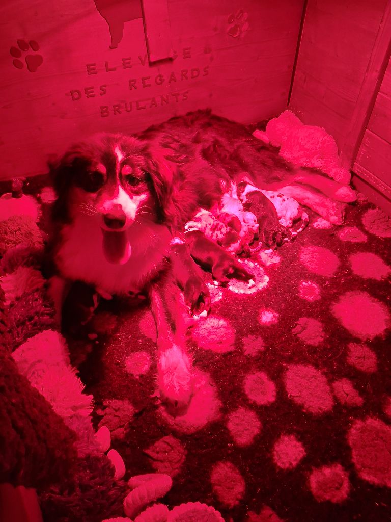 Chiot Berger Australien Des Regards Brulants