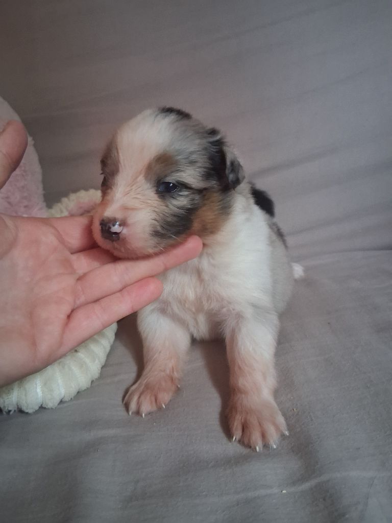 Des Regards Brulants - Chiots disponibles - Berger Australien
