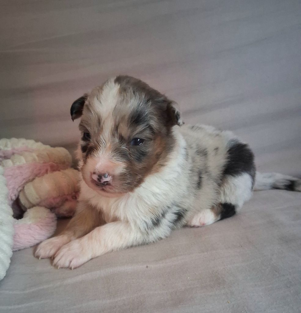 Des Regards Brulants - Chiots disponibles - Berger Australien