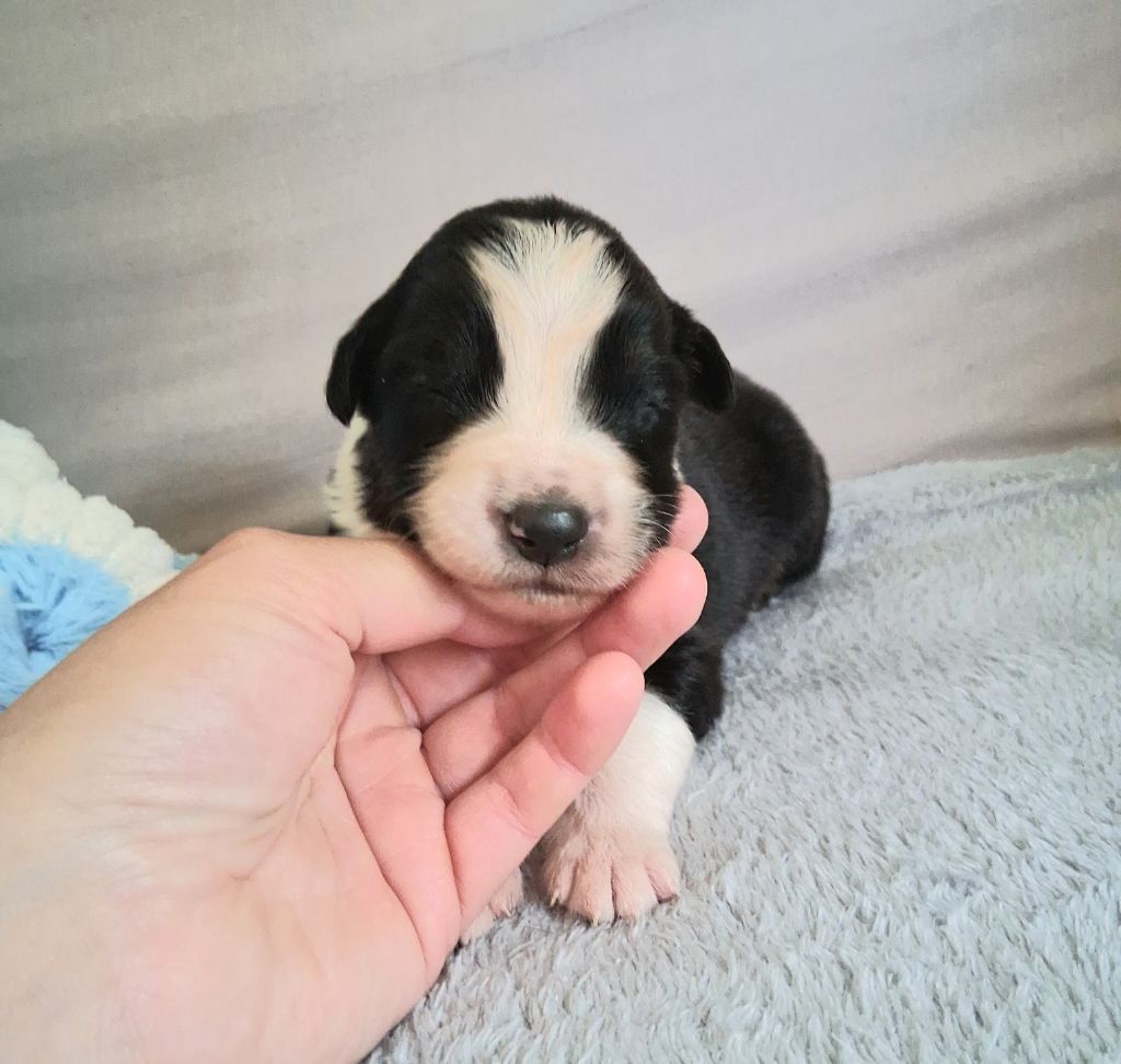 Des Regards Brulants - Chiots disponibles - Berger Australien