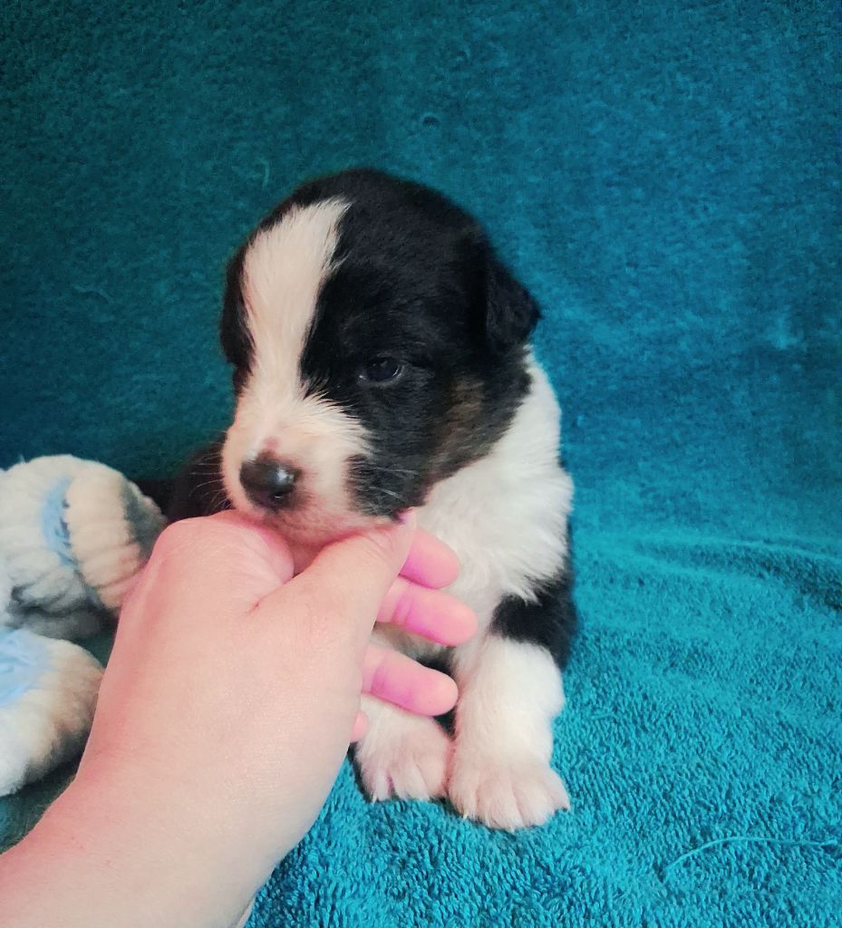 Des Regards Brulants - Chiots disponibles - Berger Australien