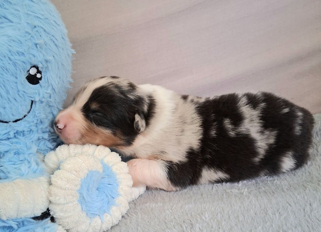 Des Regards Brulants - Chiots disponibles - Berger Australien