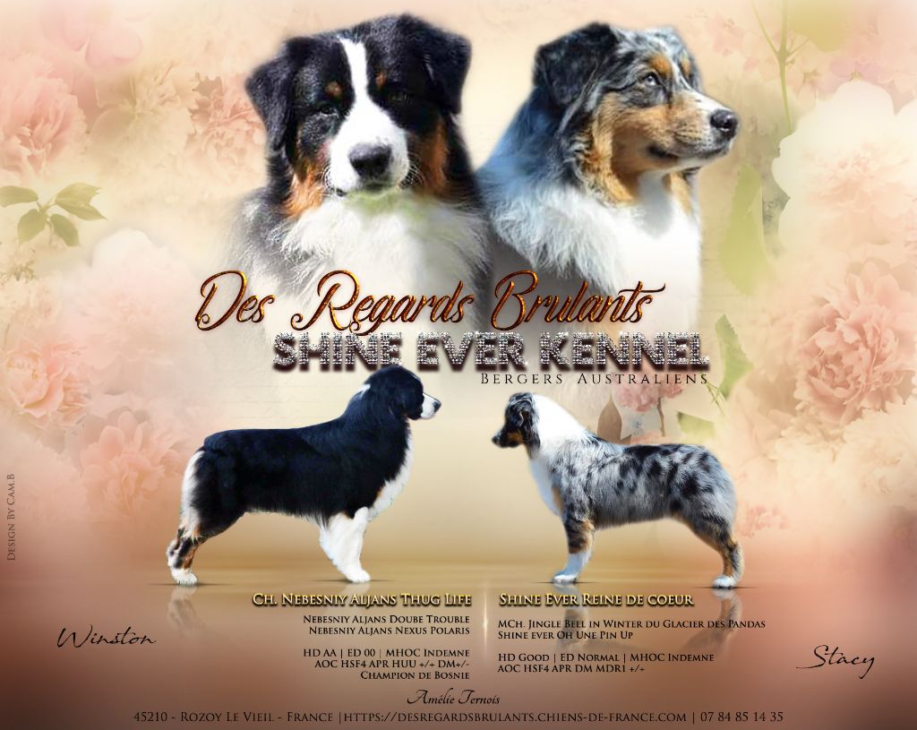 Des Regards Brulants - Berger Australien - Portée née le 11/03/2024