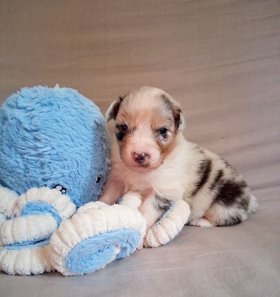 Des Regards Brulants - Chiots disponibles - Berger Australien