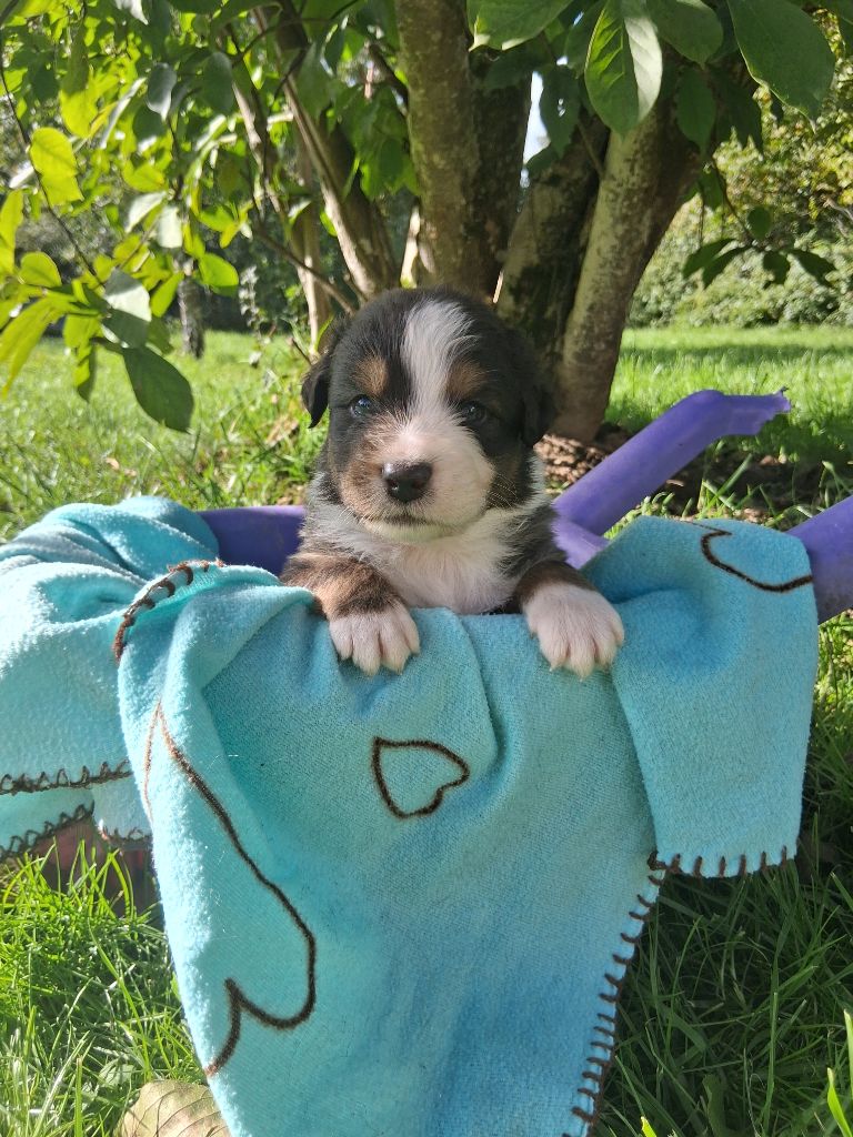 Des Regards Brulants - Chiots disponibles - Berger Australien