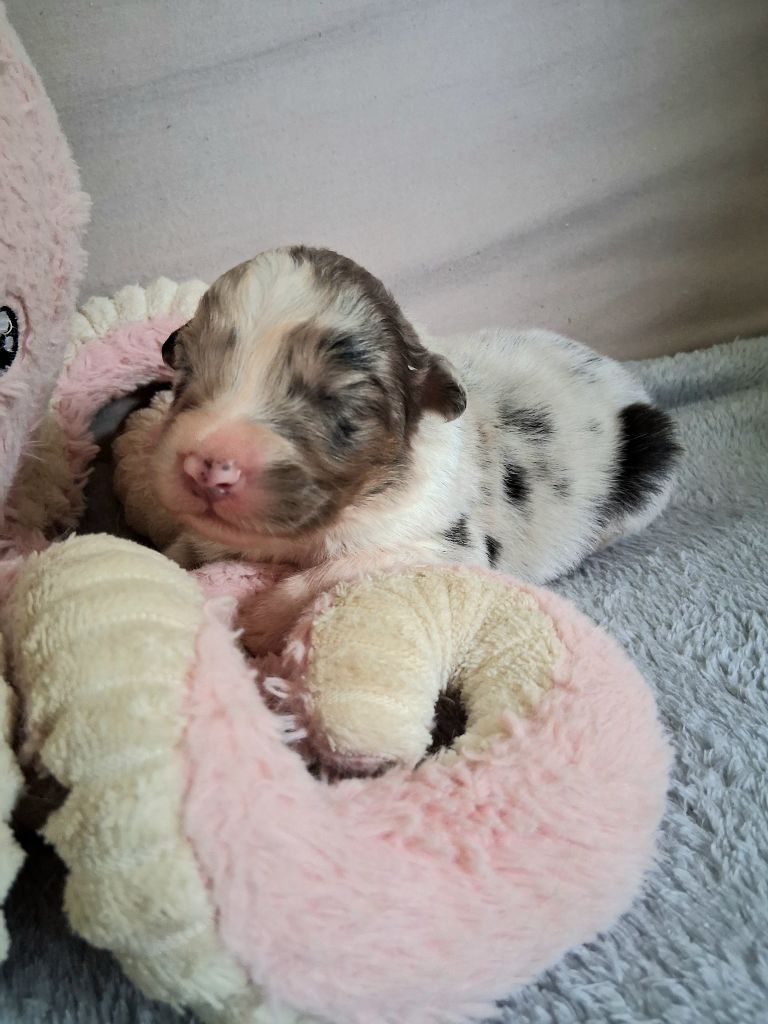 Des Regards Brulants - Chiots disponibles - Berger Australien